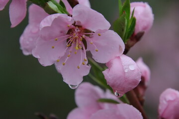apple flower in rain droplets