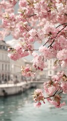 Fototapeta premium Stunning cherry blossom tree in peak spring bloom with vibrant pink petals