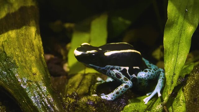 Black and blue poison Arrow frog sitting on leafs with a slow zoom in