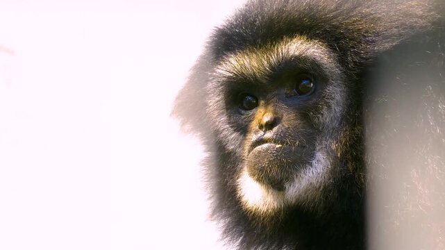 Close up face and head of a gibbon monkey looking around on a sunny day