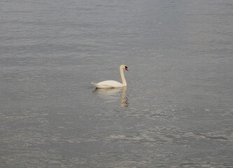 a beautiful swan in the Danube waves