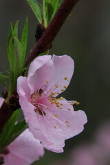 apple flower in rain droplets