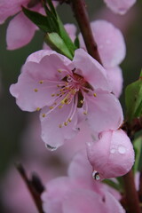 apple flower in rain droplets