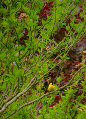 A goldfinch perched in a bush