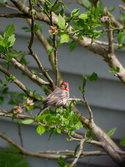 House finch perched in a rose of sharon