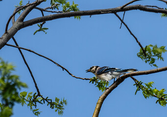 A bluejay in the treetop with a nut