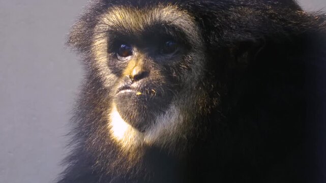 Close up face and head of a gibbon monkey looking around on a sunny day