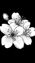 Black and white sakura cherry blossom flowers with detailed stamens and bud line art engraving style vector illustration on black background