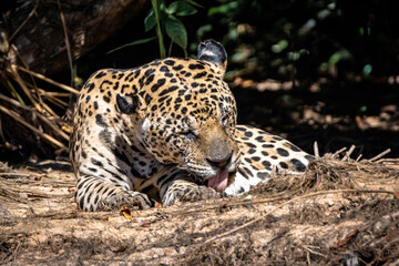 Jaguar