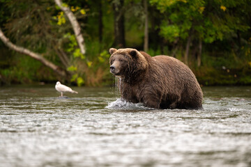 Alaskan brown bear standing in Brooks River