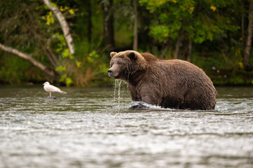 Alaskan brown bear standing in Brooks River