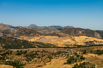 olive fields on a hot day in Spain © Robert