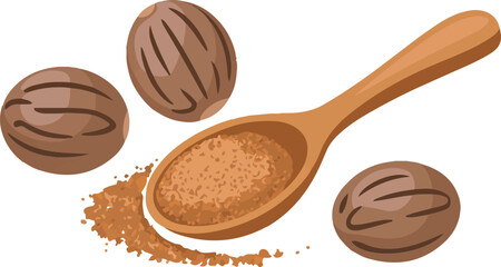 Nutmeg spice with whole nuts and ground powder in a wooden spoon for cooking isolated vector illustration