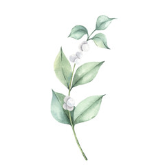 Watercolor illustration of a snowberry branch with white berries and delicate green leaves.. Isolated element on a white background. For Christmas designs, invitational and greeting cards, posters.