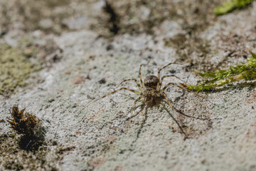 Graue Waldbaldachinspinne © Markus