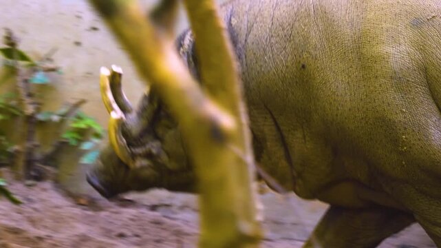 Close up of a babirusa pig, also called deer-pigs,  standing around in the mud on a cloudy day