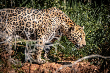 Jaguar