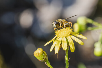 Schwebfliege auf Blume