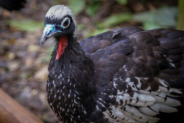 black-fronted piping guan