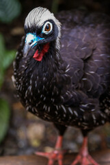 black-fronted piping guan