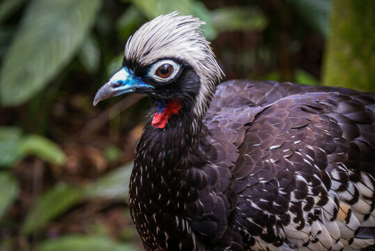 black-fronted piping guan