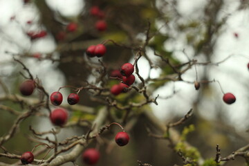 Macro shot of red fruits possibly rosehips or small apples on a tree in late autumn, with a damp and foggy atmosphere surrounding the scene.