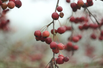 Macro shot of red fruits possibly rosehips or small apples on a tree in late autumn, with a damp and foggy atmosphere surrounding the scene.