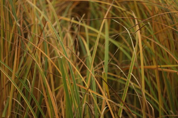 Texture of tall yellow grass or possibly sedge, creating a natural, autumn-inspired