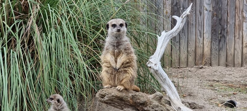 meerkat on guard - Powered by Adobe