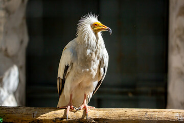 A close-up of a Egyptian vulture perched on a branch. A large predator in the wild. African birds.