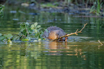 Biber im Wasser 
