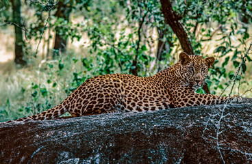 leopard resting on a rock