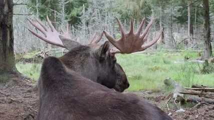 bull moose resting in the forest 248