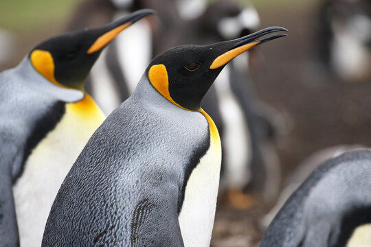 KIng Penguin standing in a Colony.  Light rainy day.  Falkland Islands.