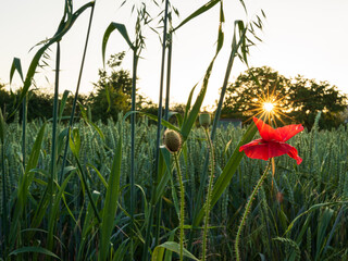 Mohnblume bei Sonnenuntergang in einem Feld in Deutschland 