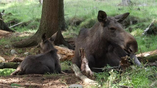 cow moose and calf resting, close  280