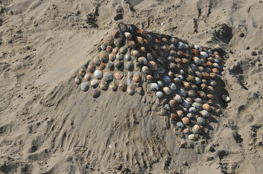 Unique shell mound crafted on sandy beach during sunny day by creative hands