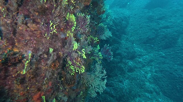 Scuba diver with a professional camera swimming along a vibrant reef wall covered in colorful sea fan corals and algae, exploring the deep underwater seascape