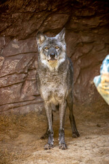 A wolf in a cave looks straight ahead. A wild wolf in the wild. A predator in the wild.