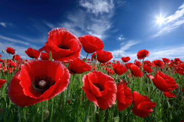 Naklejka premium Vibrant poppy field under a bright blue sky with fluffy clouds during midday