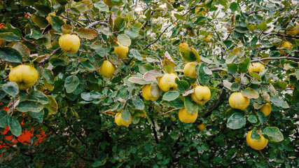 Ripe yellow apples hanging on a tree with lush green leaves in a garden during harvest season