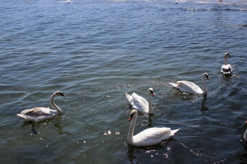 Group of swans swimming on sunny sea water surface