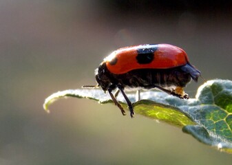red beetle lays eggs on a leaf