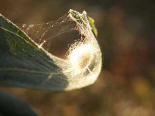 insect nest in a leaf