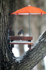 bird at feeder