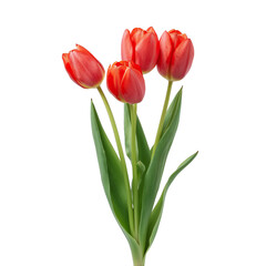 Fototapeta premium Vibrant Red Tulips in a Fresh Bouquet Display Elegance and Springtime Beauty