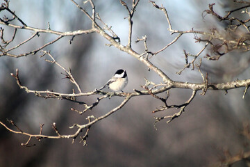 chickadee in tree