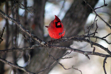 angry cardinal in tree