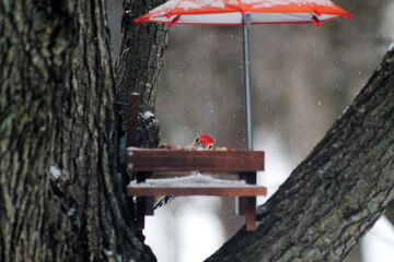 woodpecker at feeder