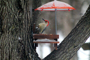 woodpecker by feeder